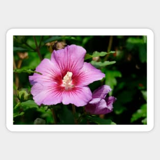 hibiscus flower Sticker